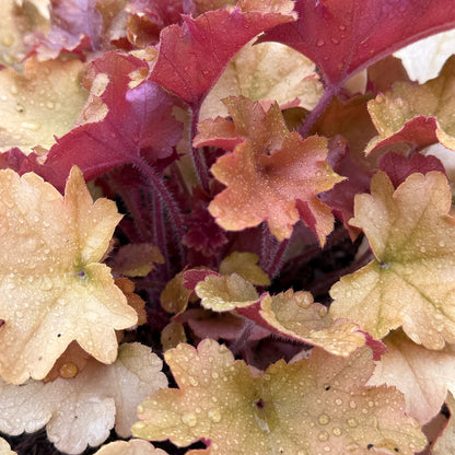 Heuchera &