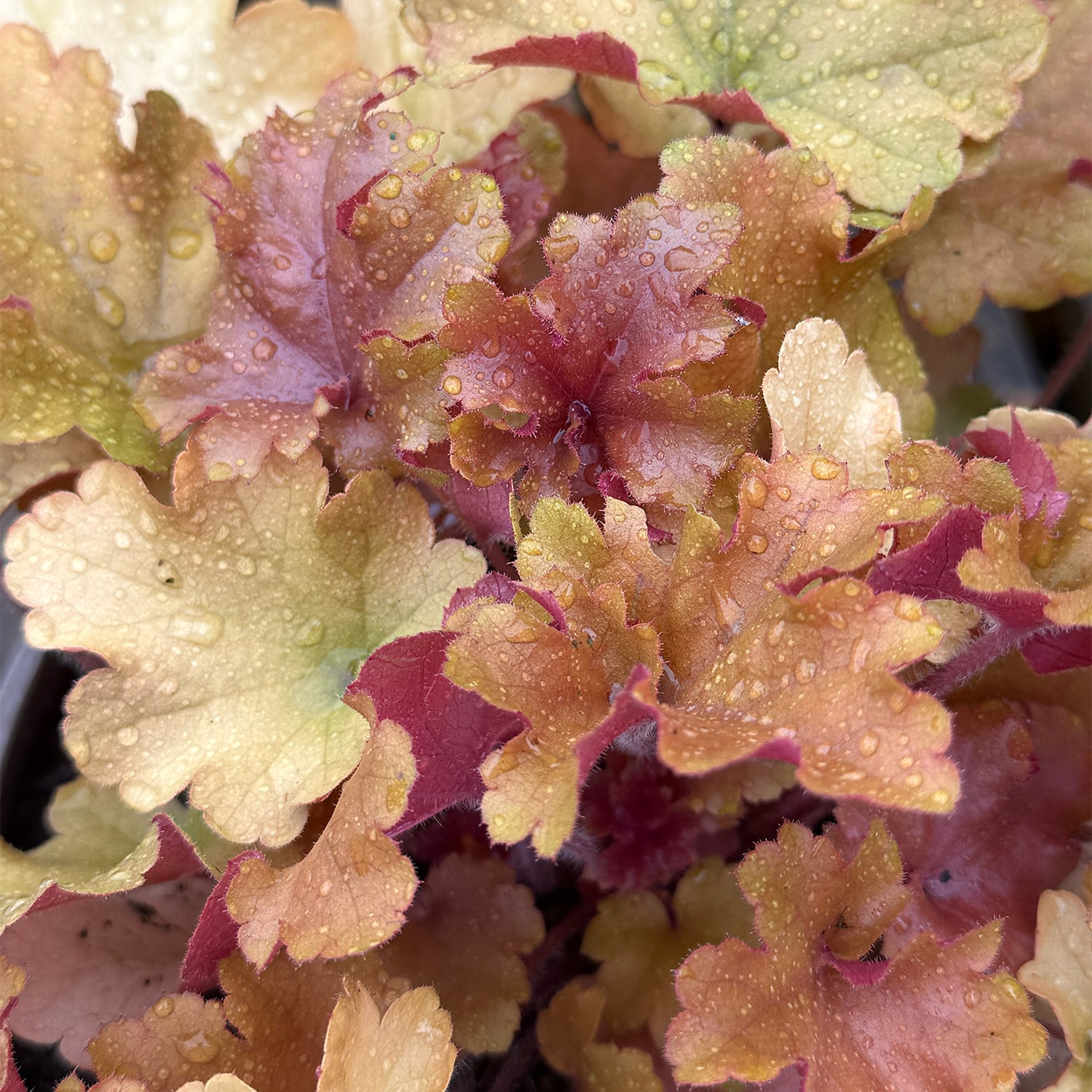 Heuchera &