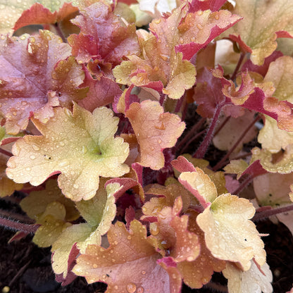 Heuchera &