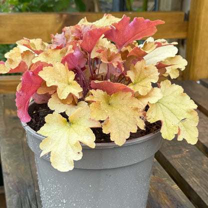 Heuchera &