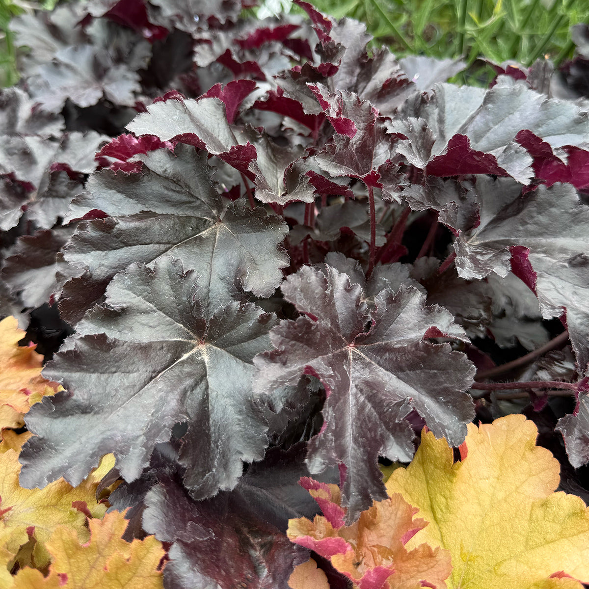 Heuchera Primo &