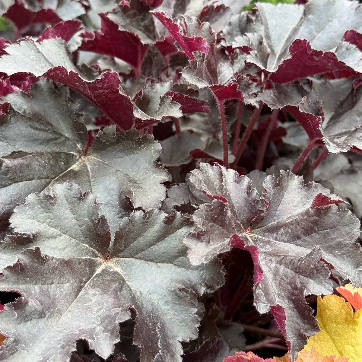 Heuchera Primo &