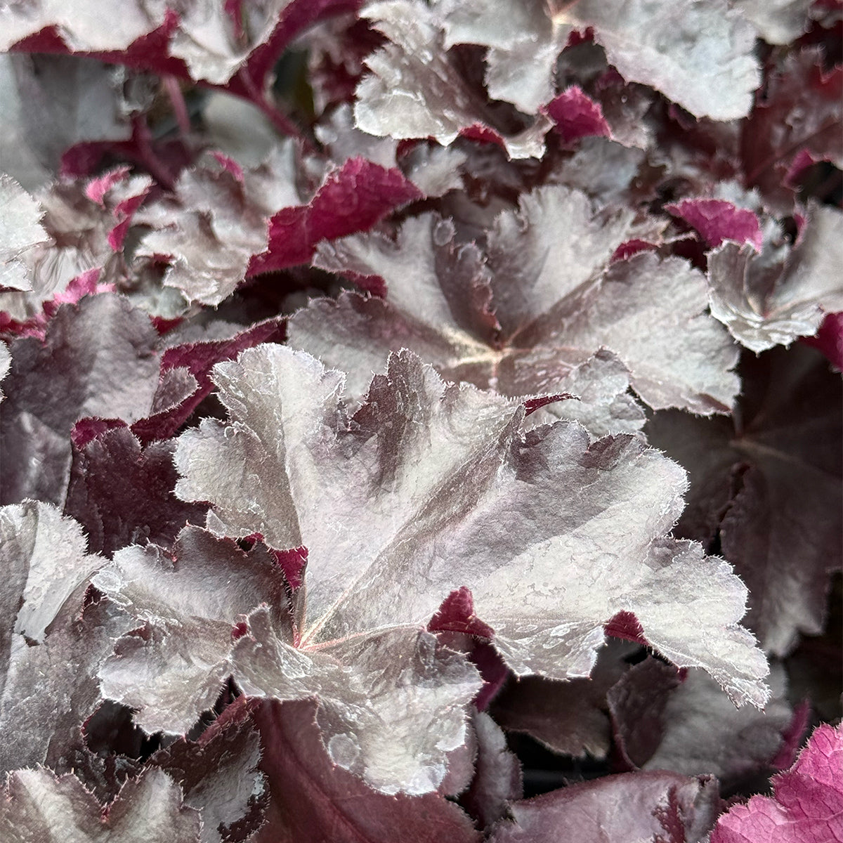 Heuchera Primo &
