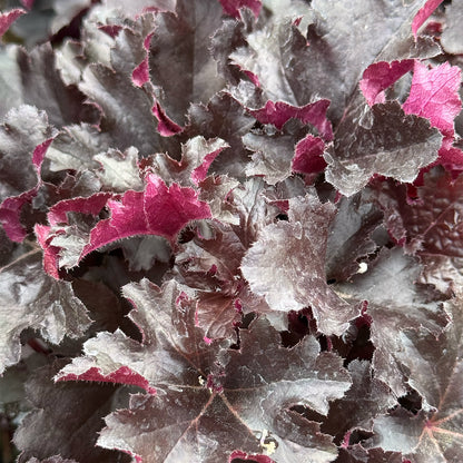 Heuchera Primo &