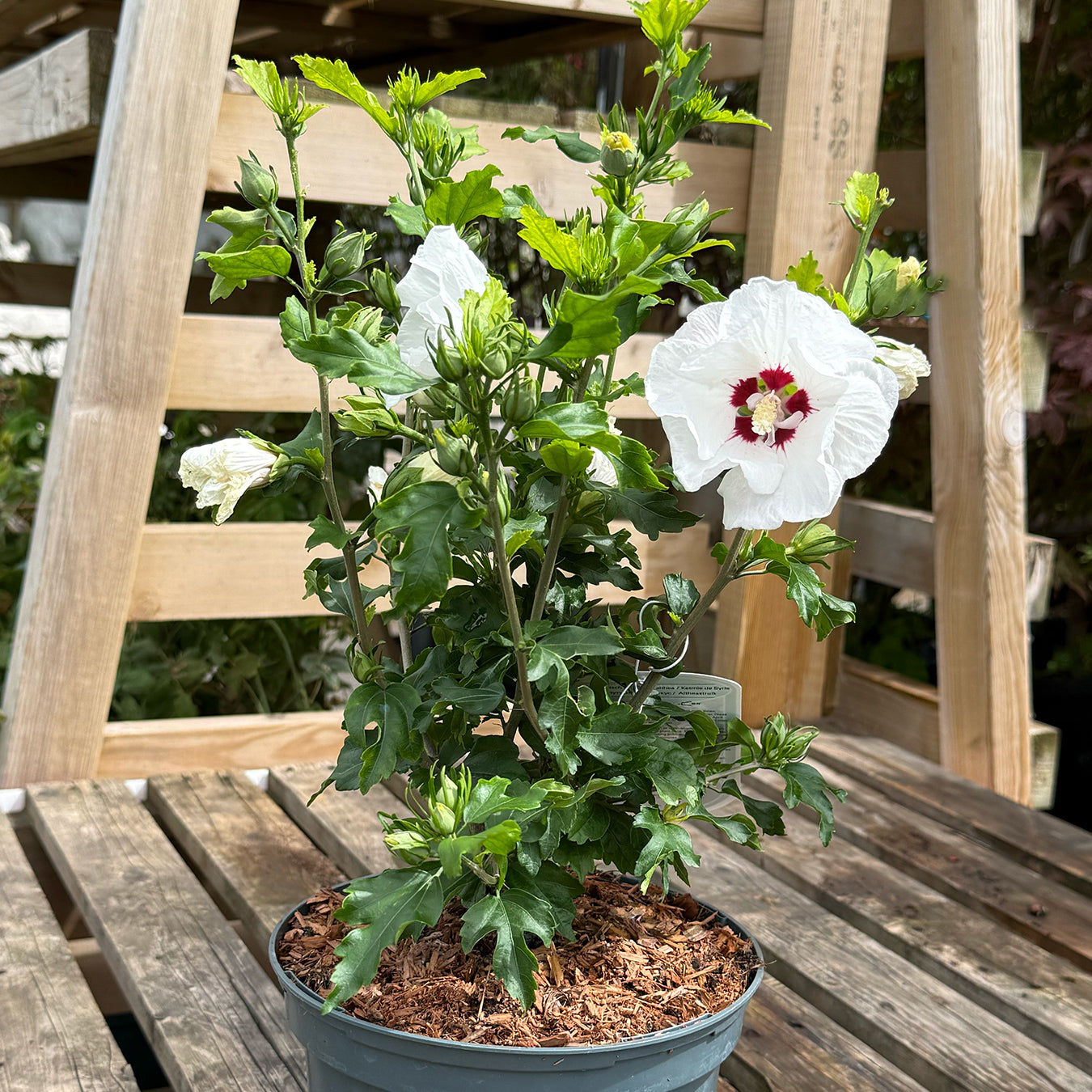 Hibiscus syriacus &