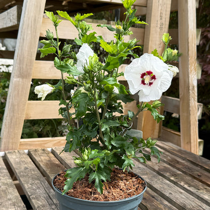 Hibiscus syriacus &
