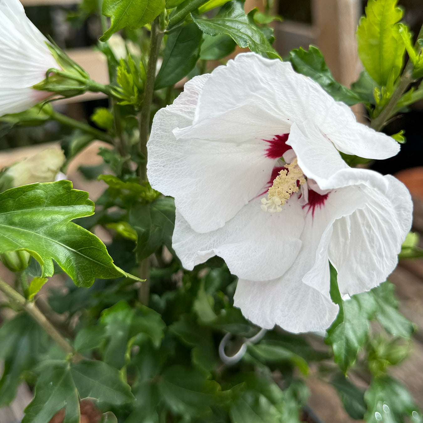 Hibiscus syriacus &