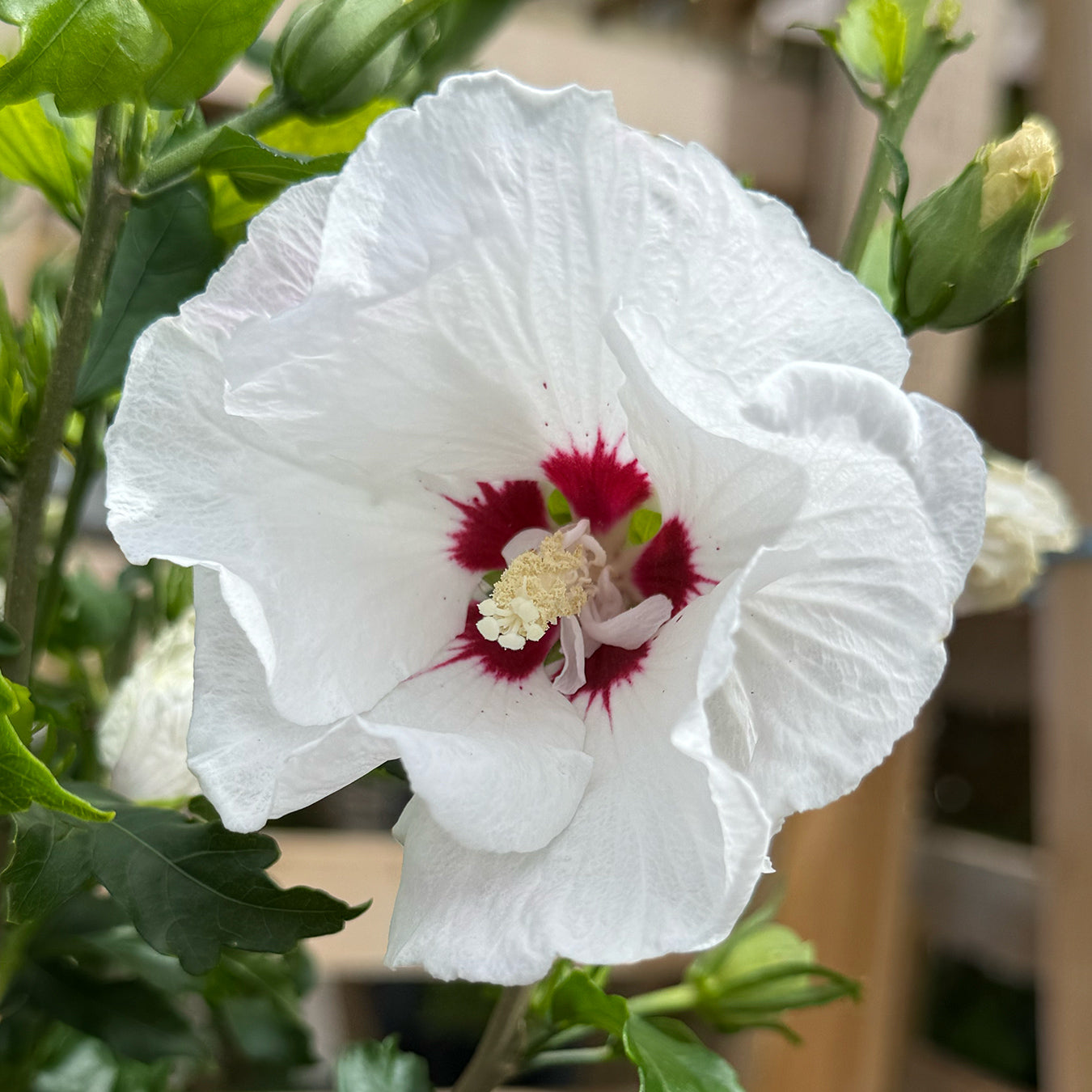 Hibiscus syriacus &