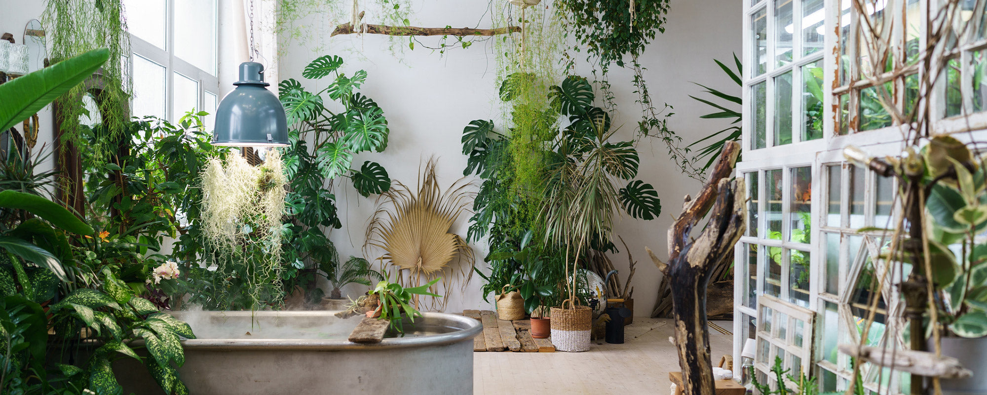 Houseplants | Easy-Care Greenery for Indoors – Groh Plants
