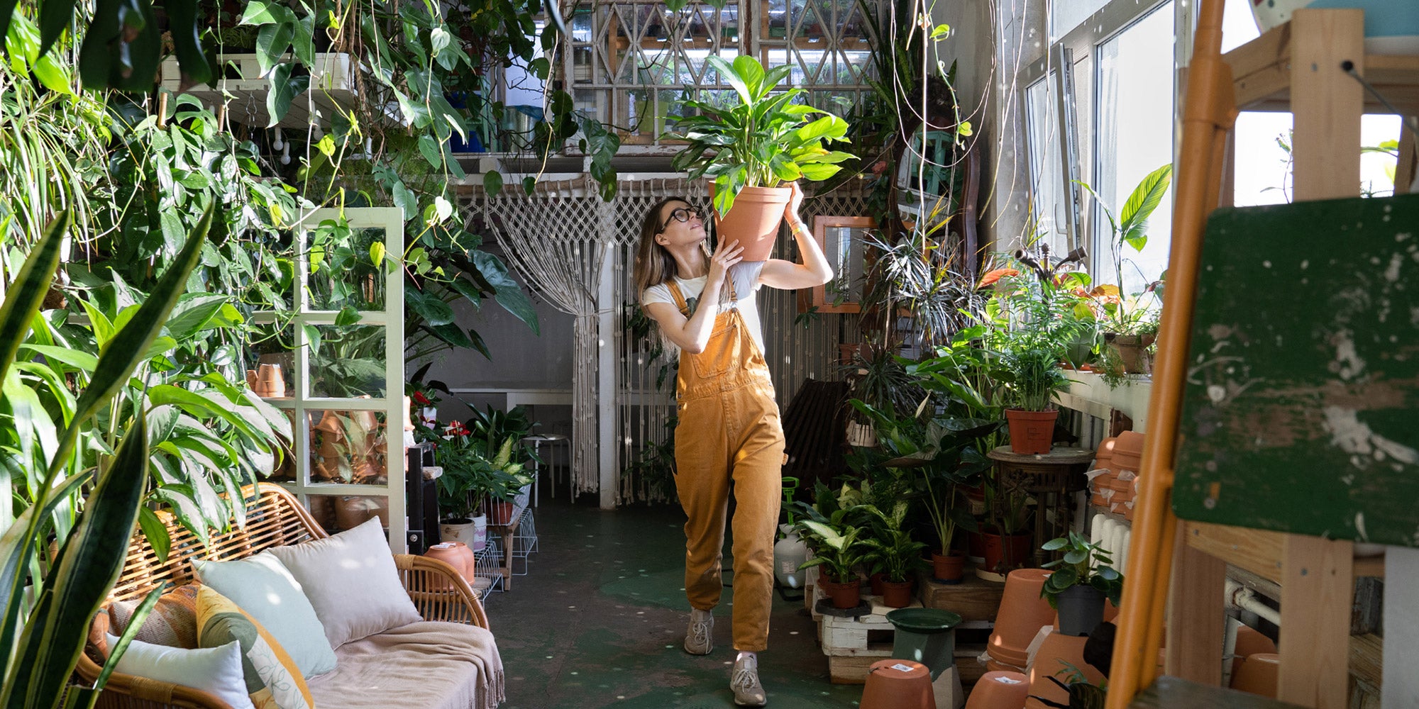 Houseplants | Easy-Care Greenery for Indoors – Groh Plants