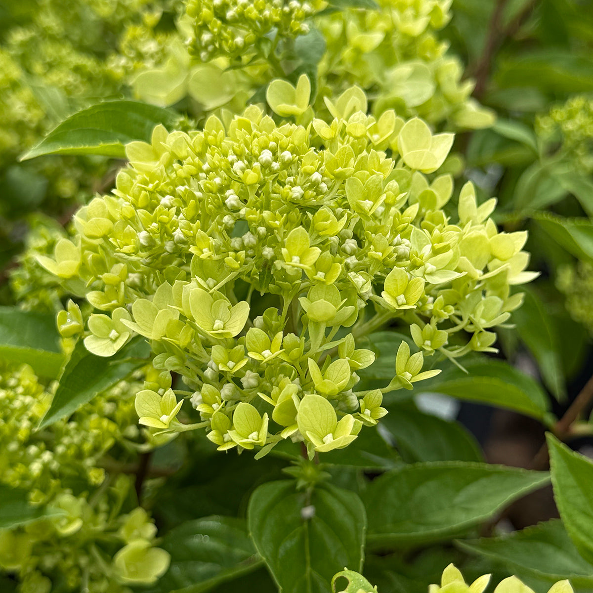 Hydrangea paniculata &