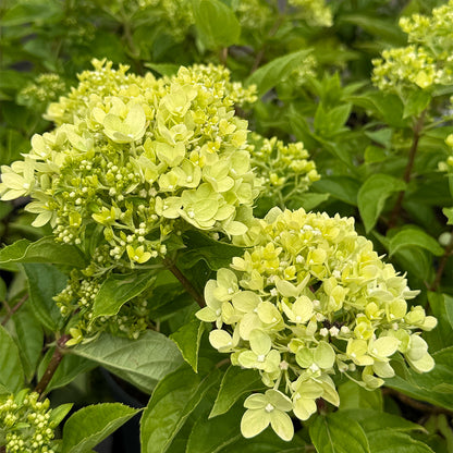 Hydrangea paniculata &