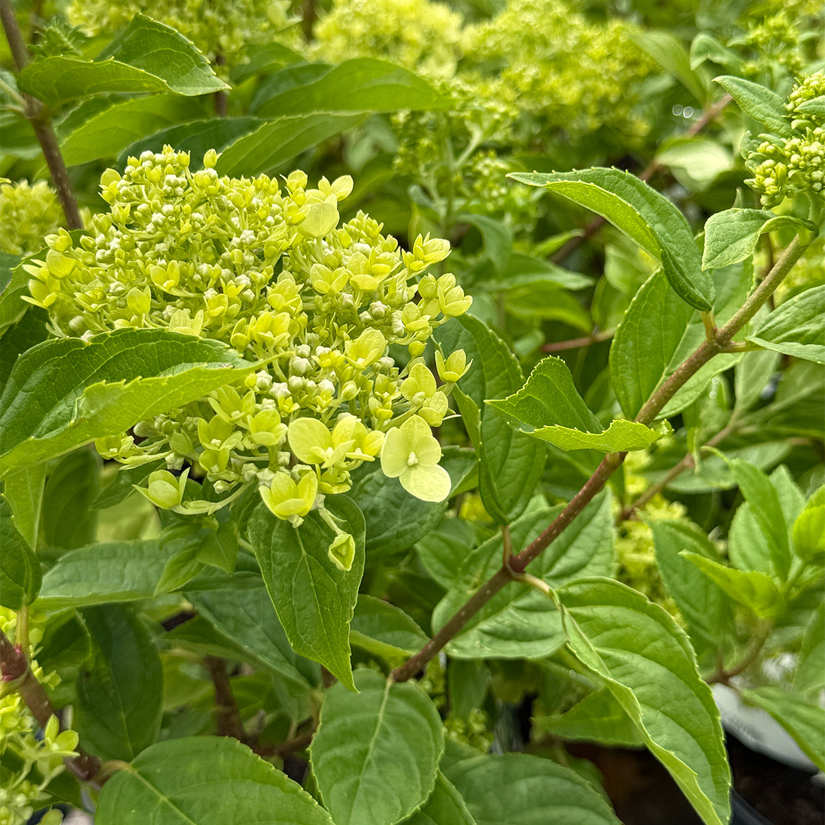 Hydrangea paniculata &