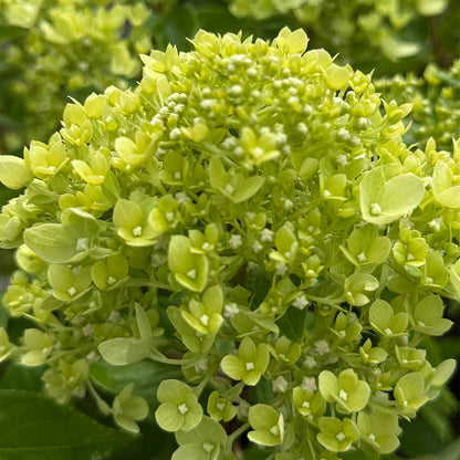 Hydrangea paniculata &