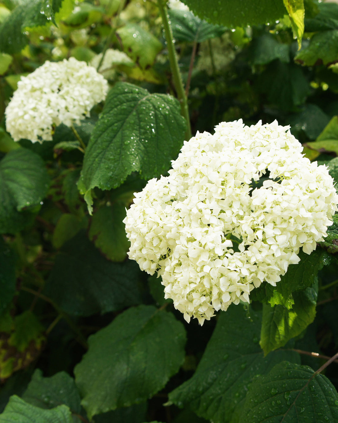 Hydrangea arborescens Incrediball