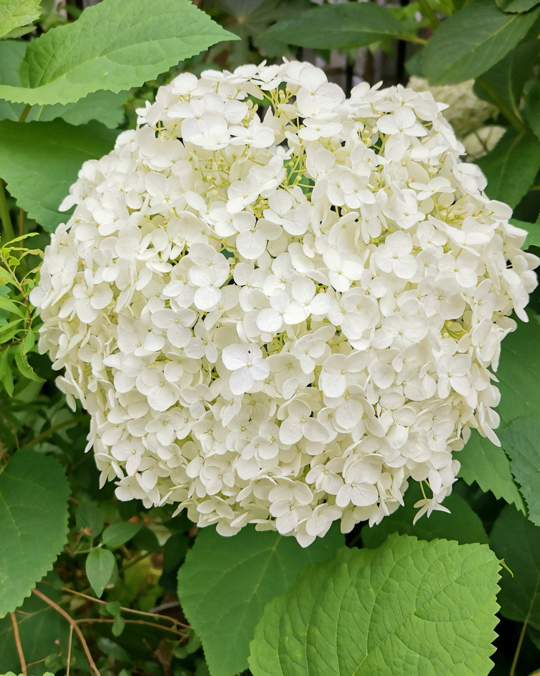 Hydrangea arborescens Incrediball