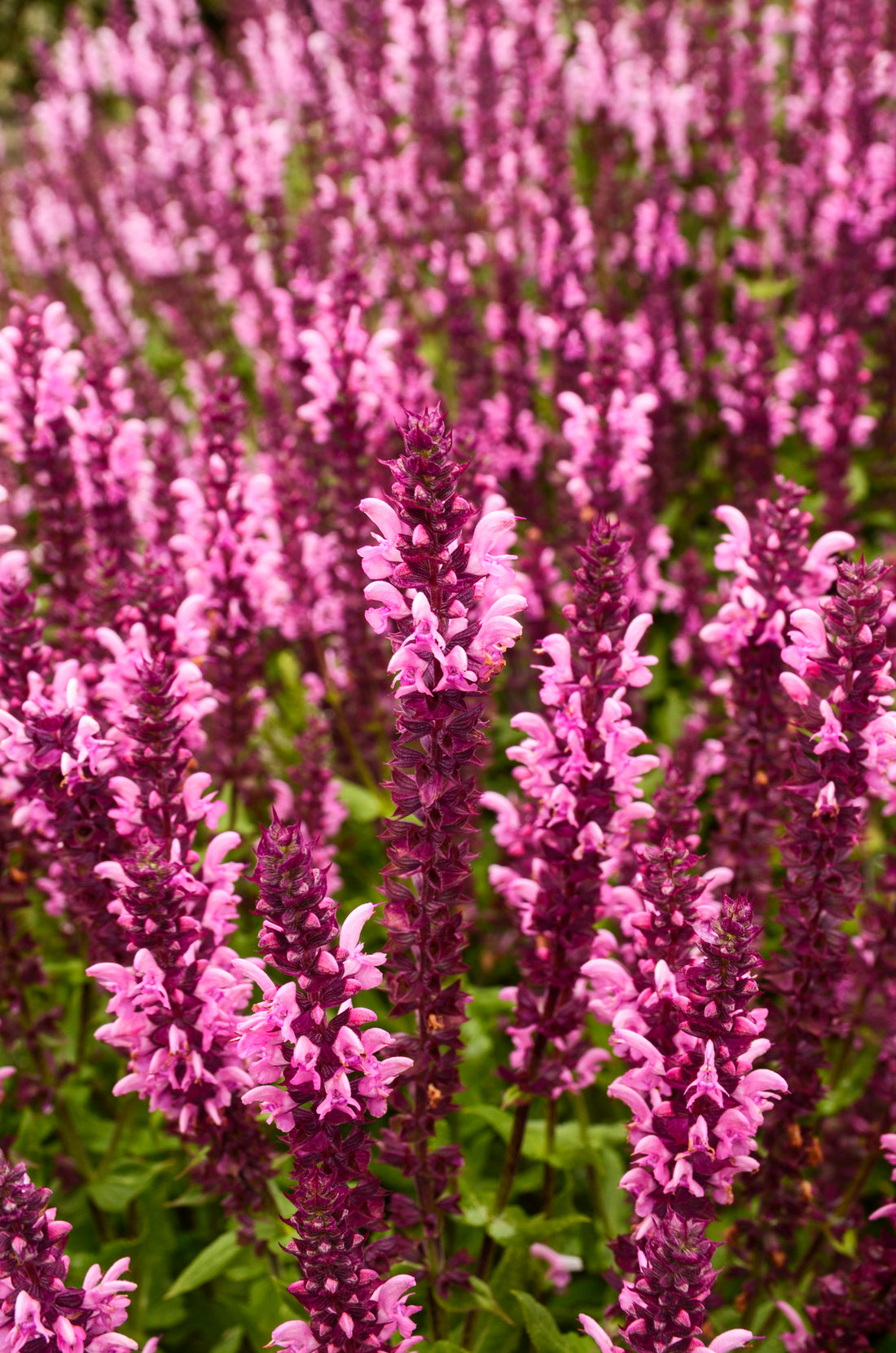 Salvia nemorosa &