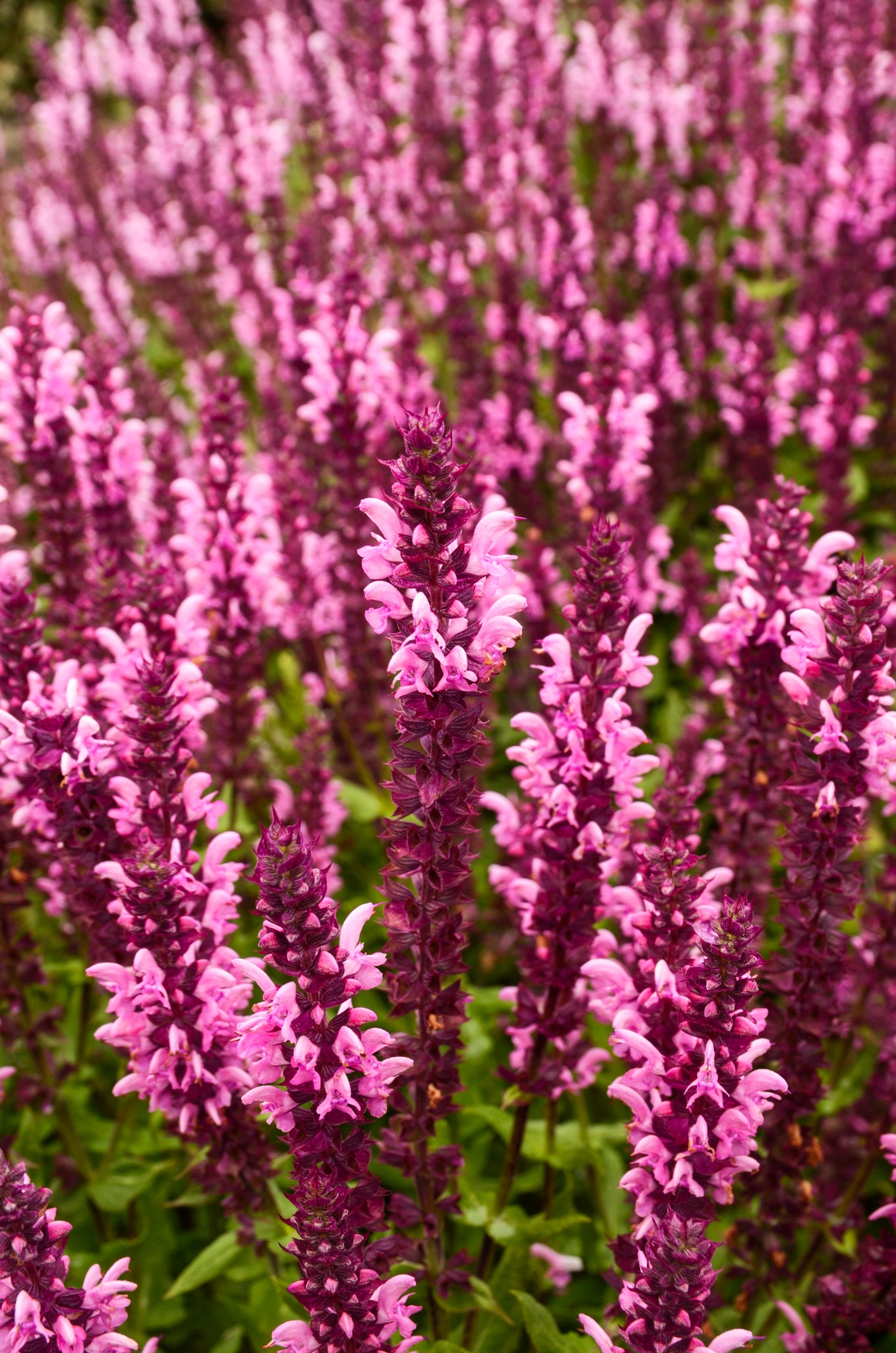 Salvia nemorosa &