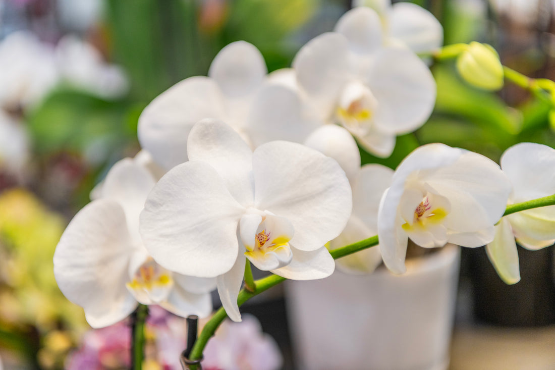 Phalaenopsis grandiflorum White