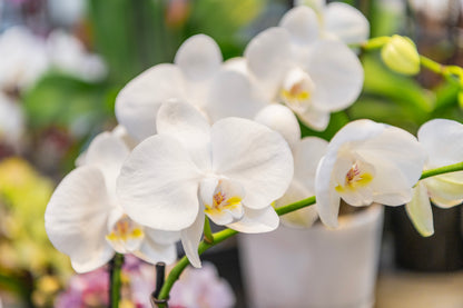 Phalaenopsis grandiflorum White