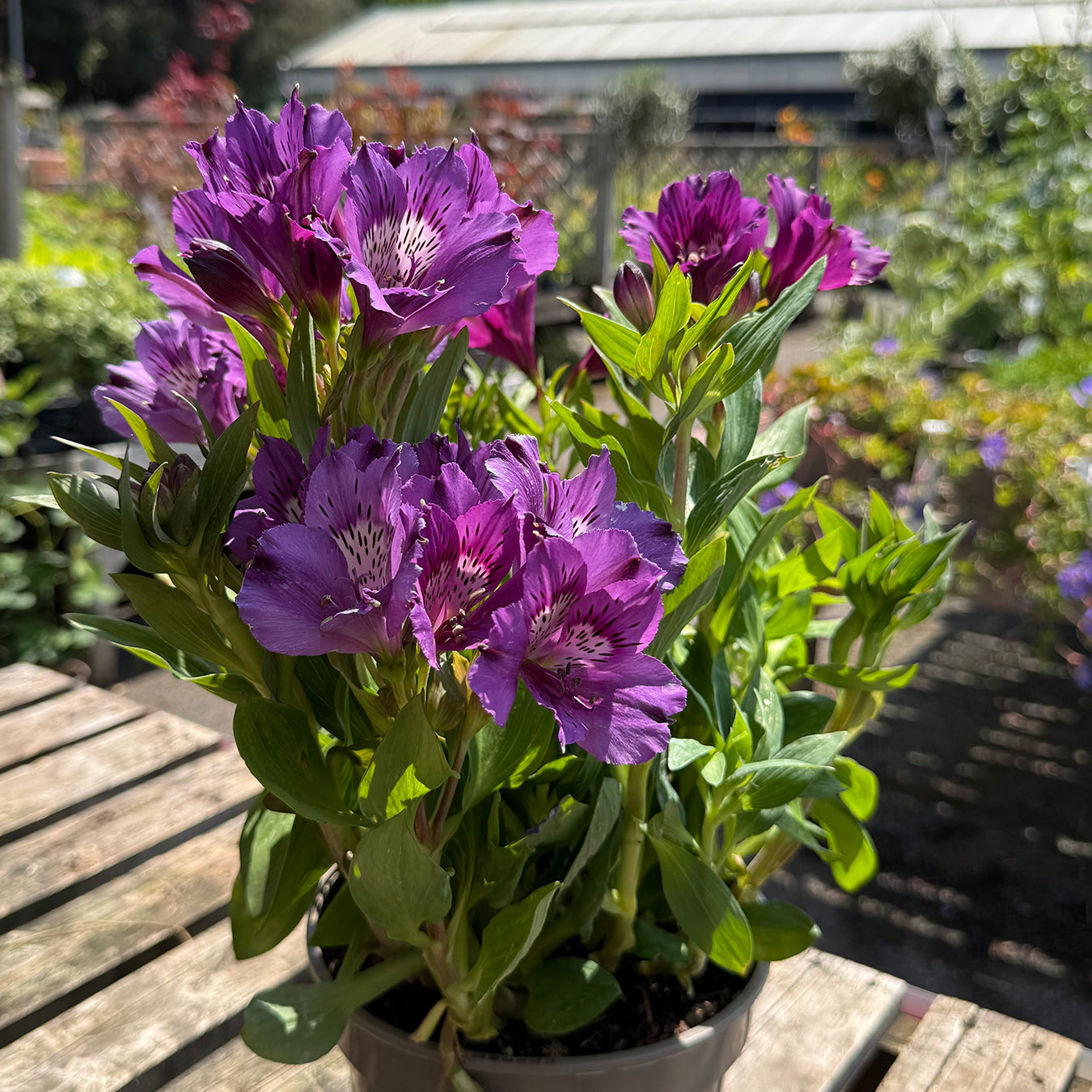 Alstroemeria Inticancha &