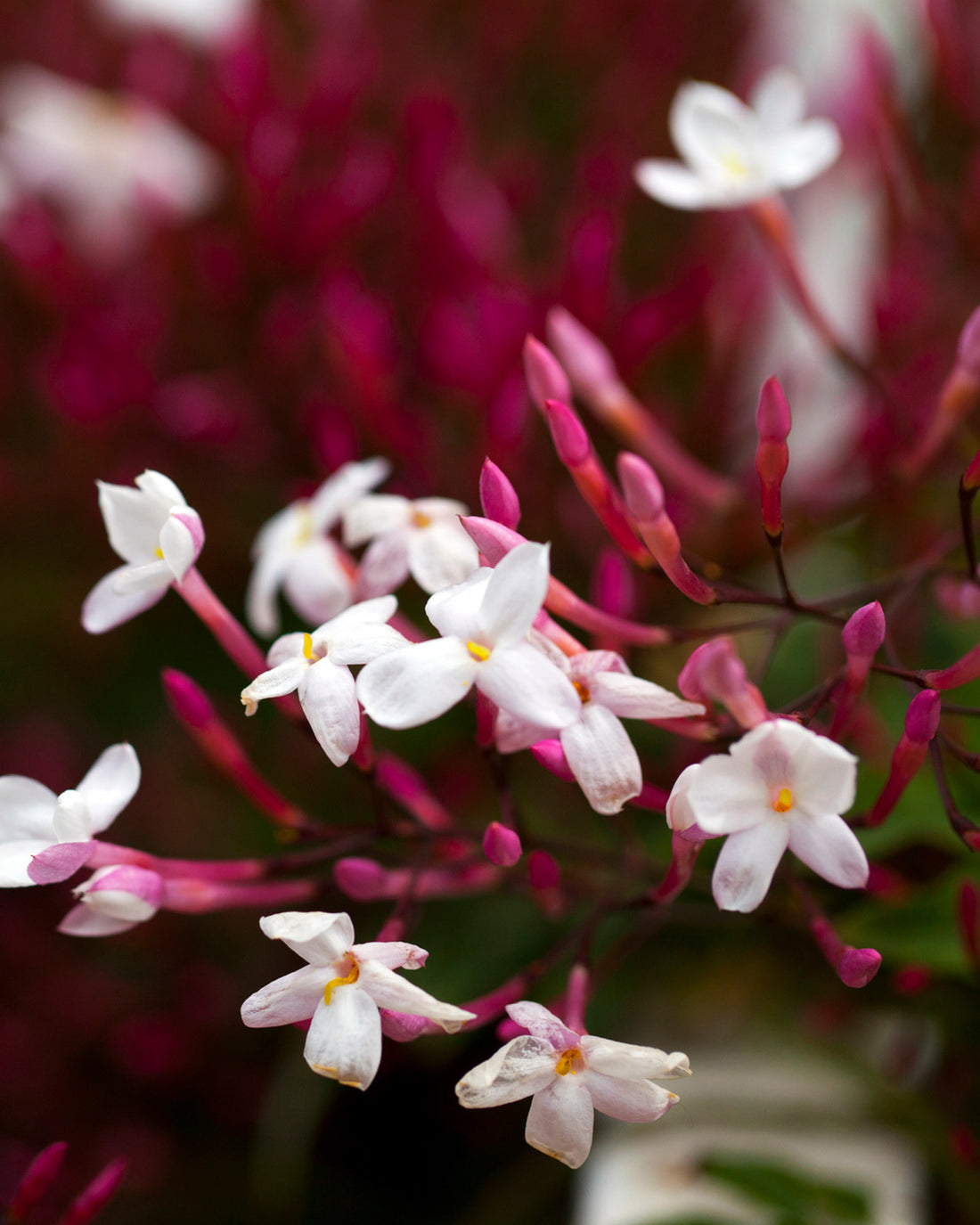 Jasminum officinale &