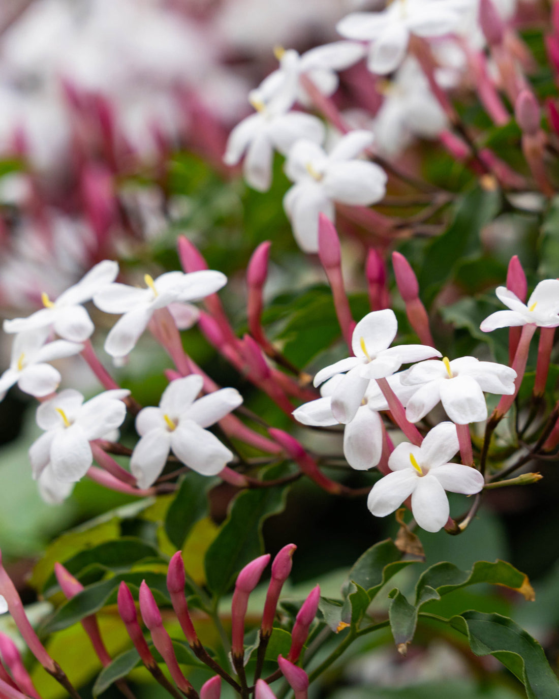 Jasminum officinale &