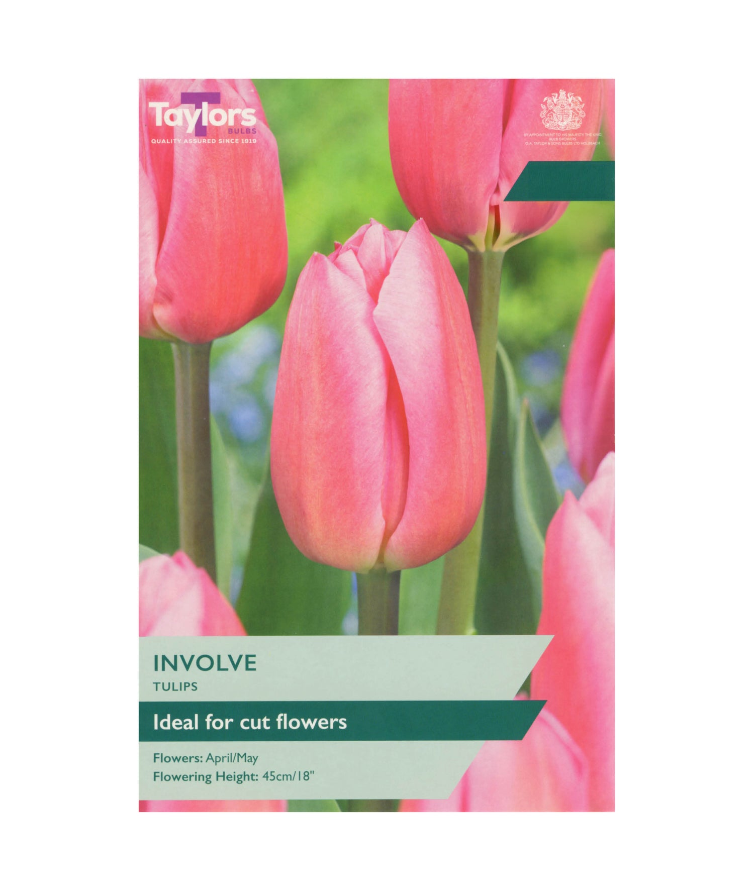 Tulip &