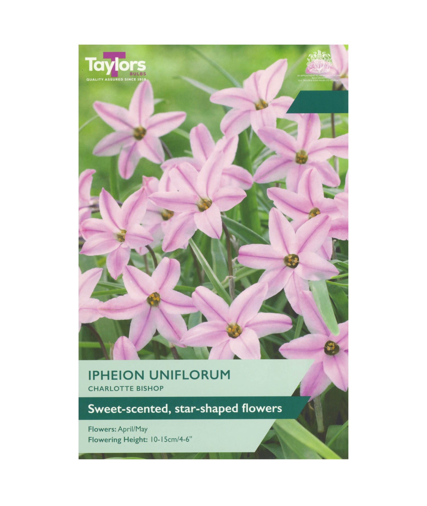 Ipheion Uniflorum &