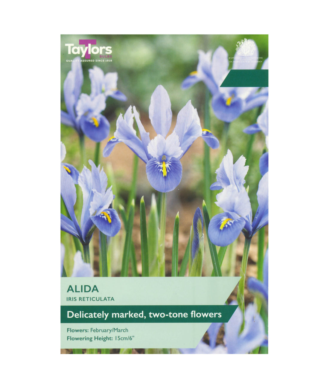 Iris Reticulata &