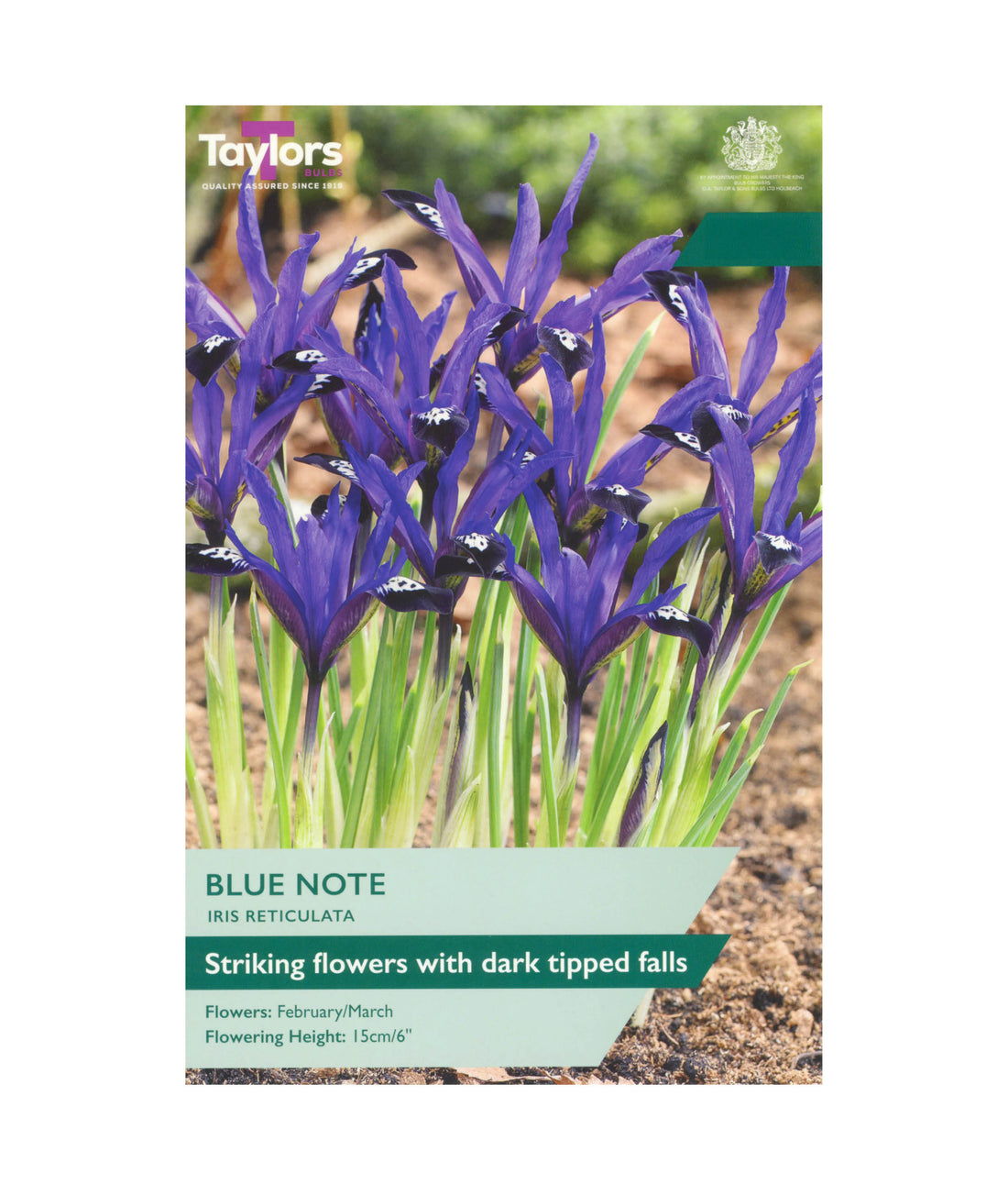 Iris Reticulata &
