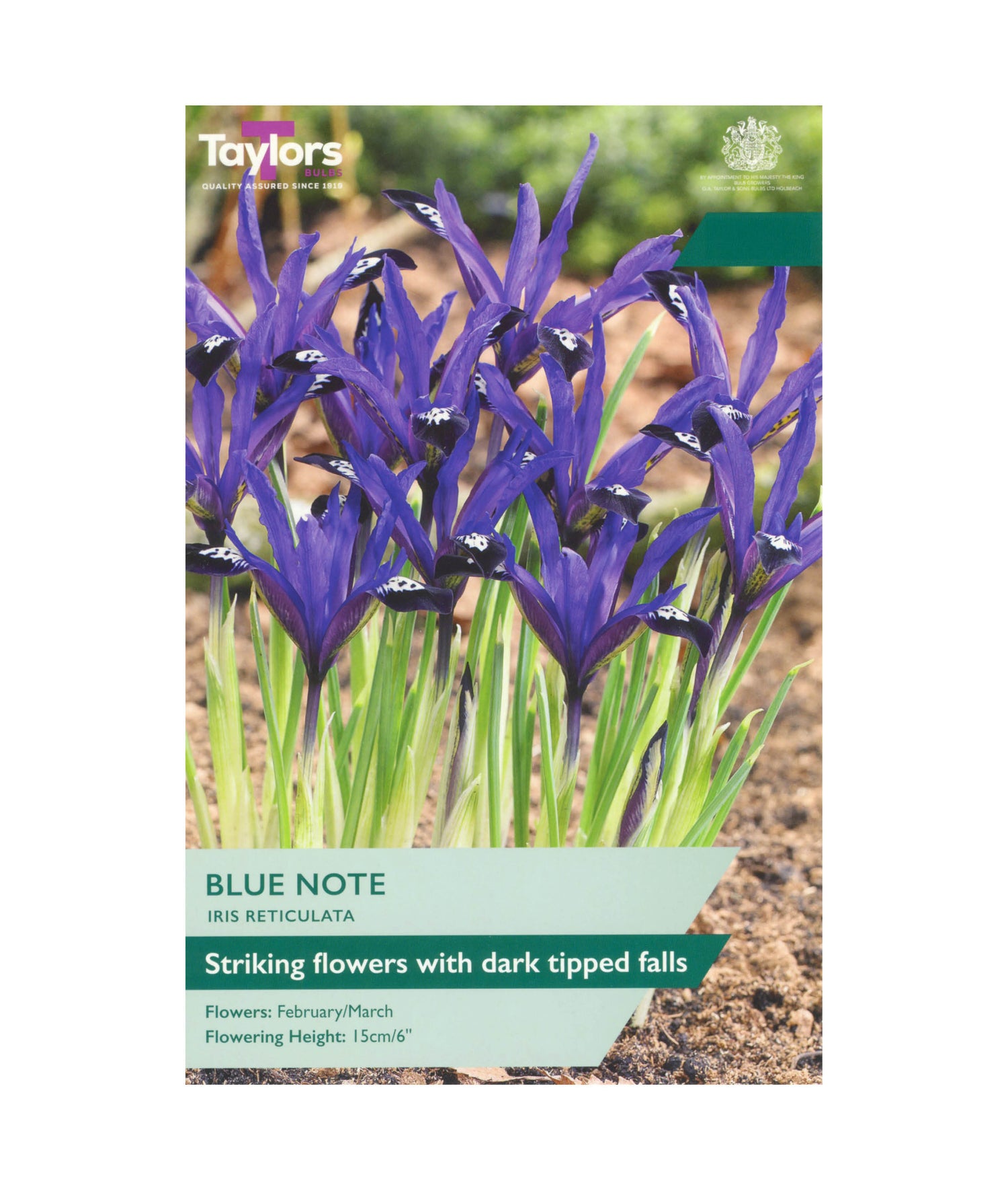 Iris Reticulata &