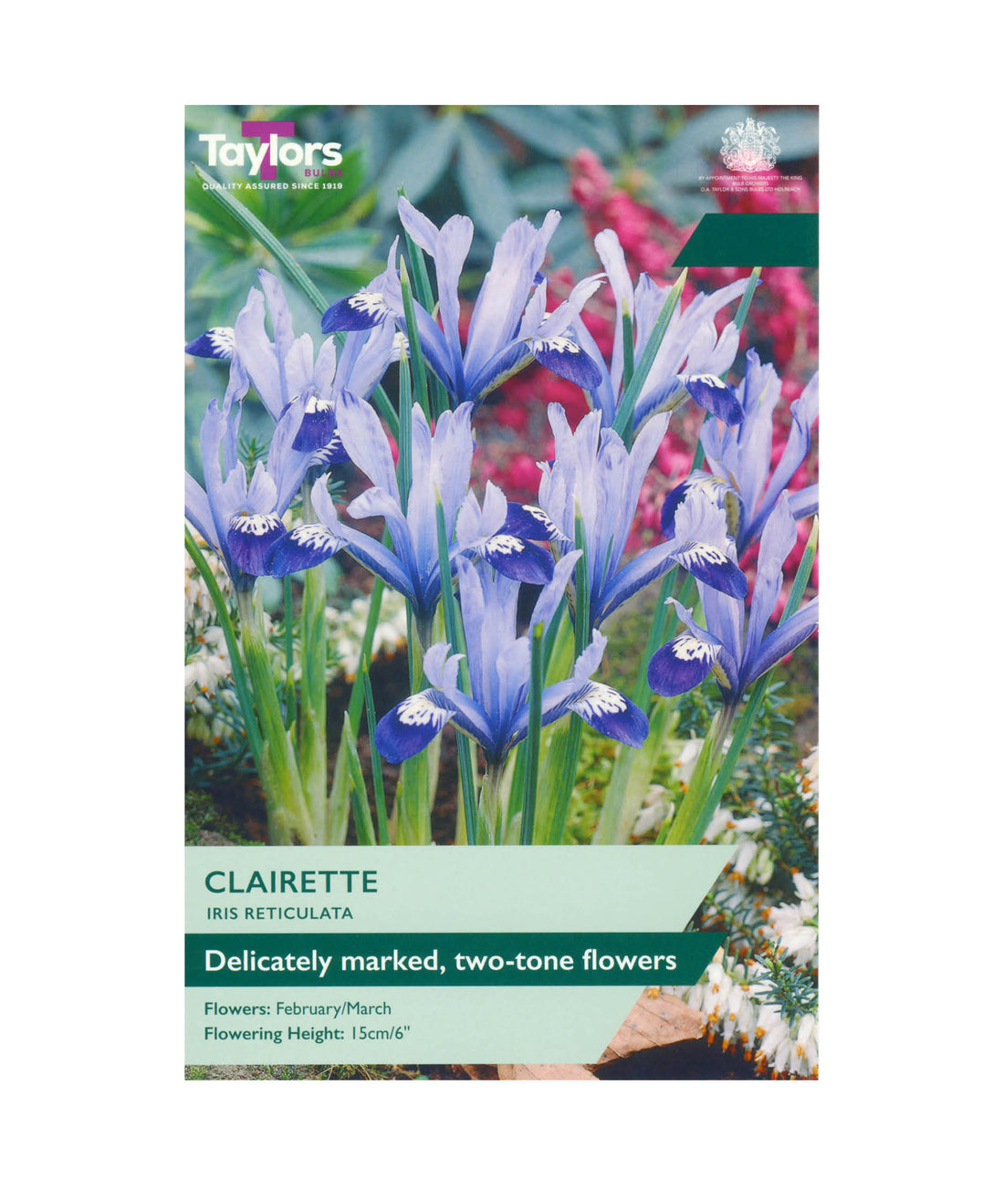 Iris Reticulata &