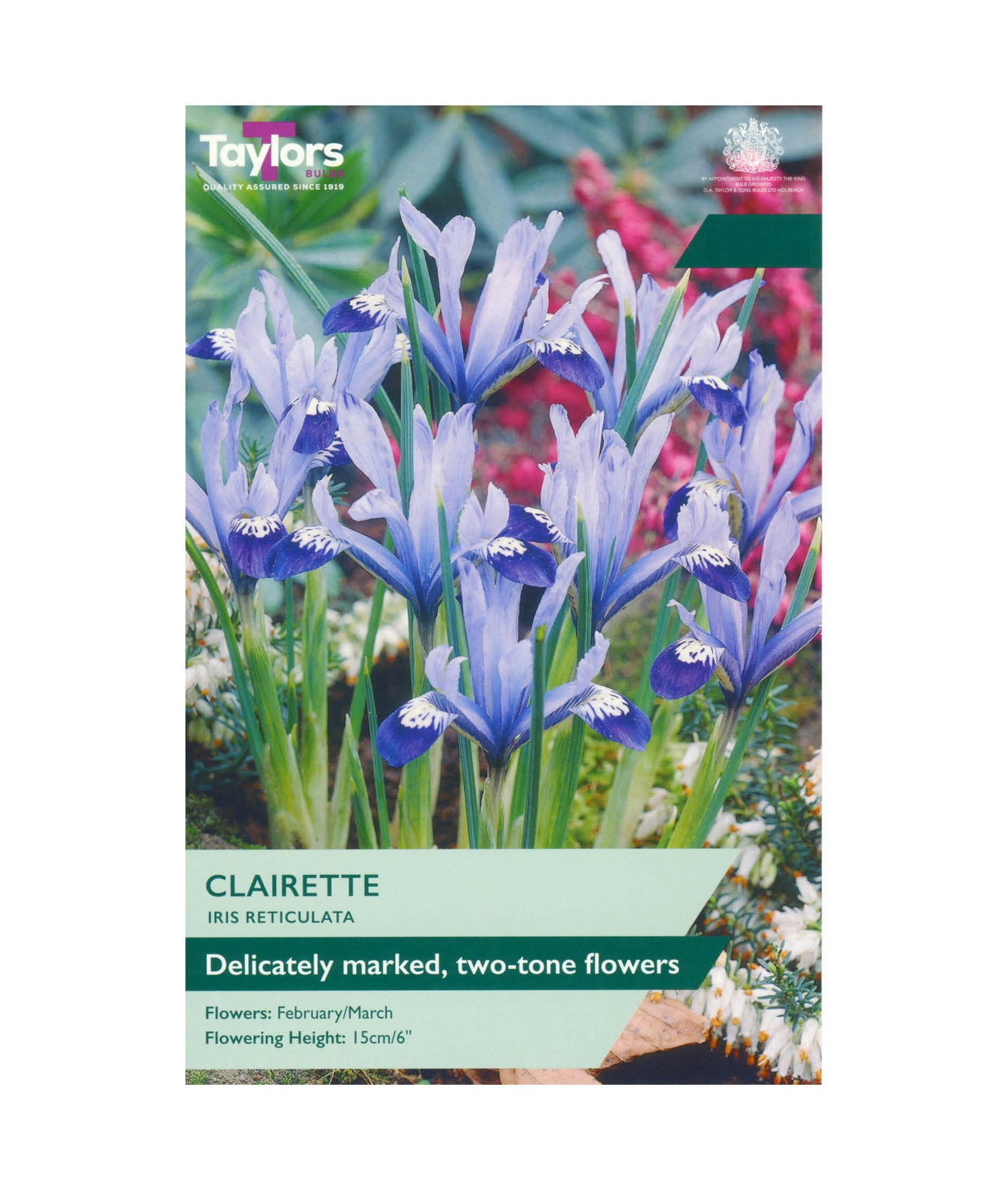 Iris Reticulata &
