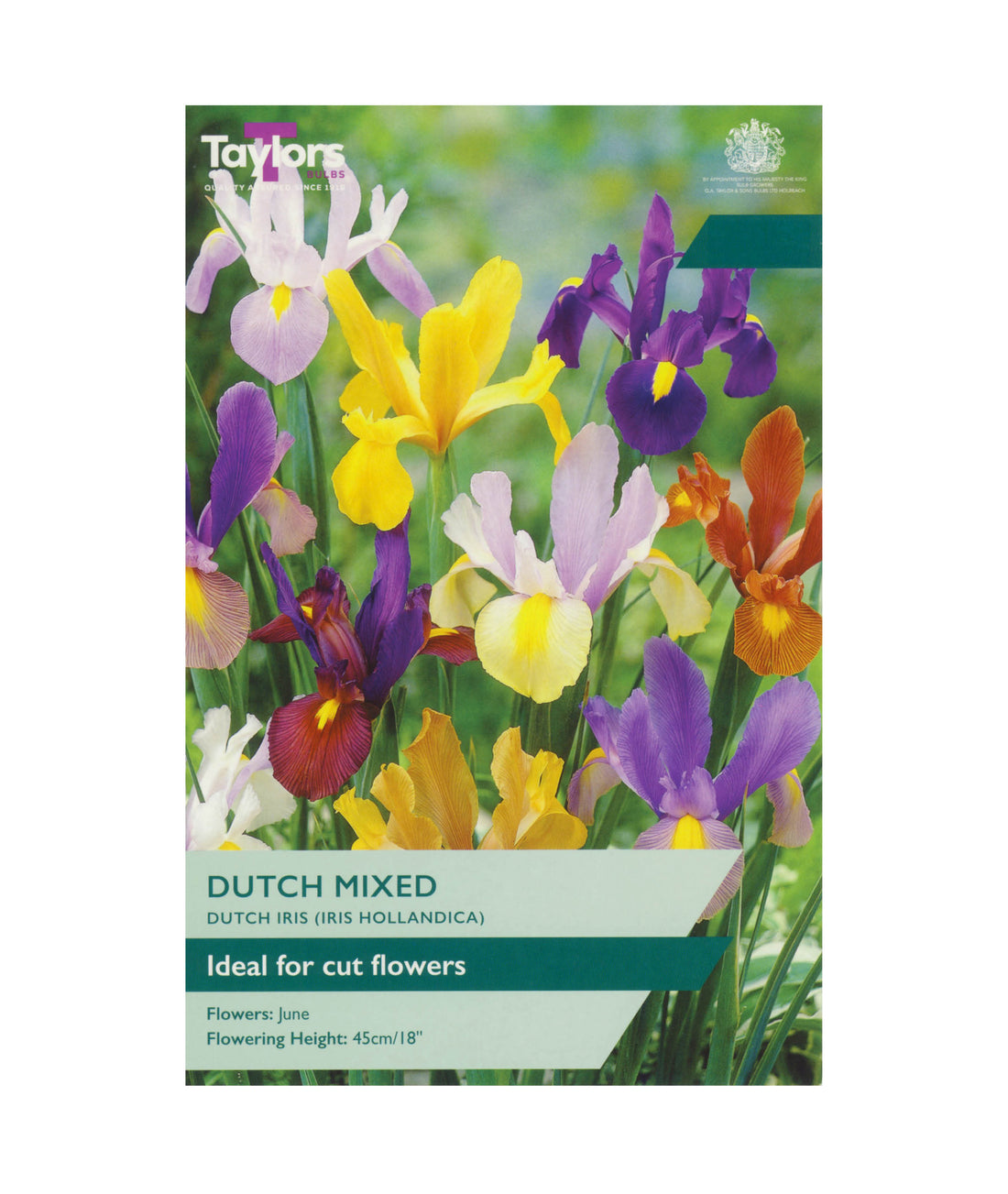 Iris Dutch Mixed