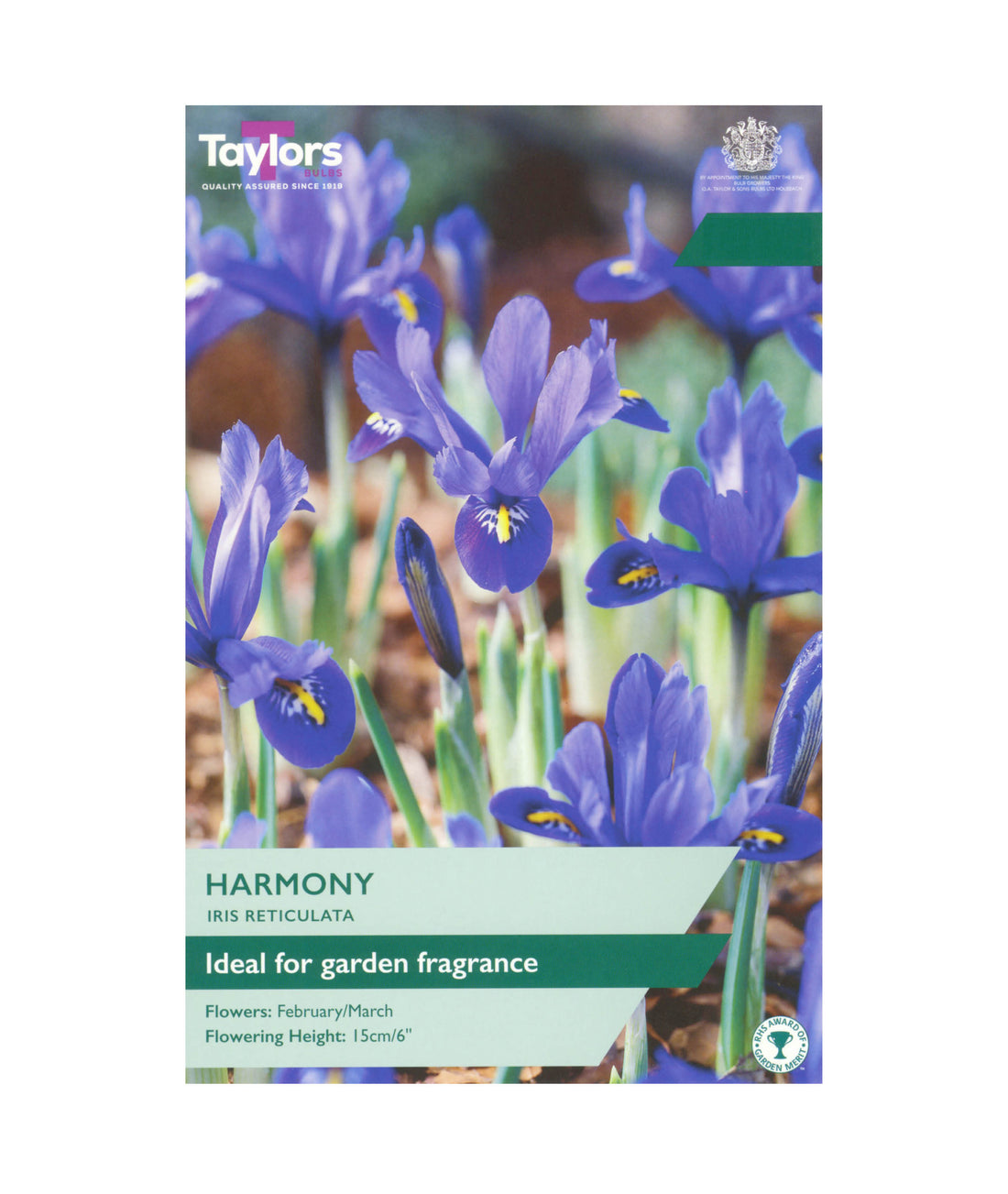 Iris Reticulata &