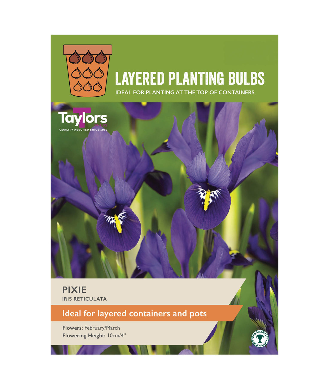 Iris Reticulata &