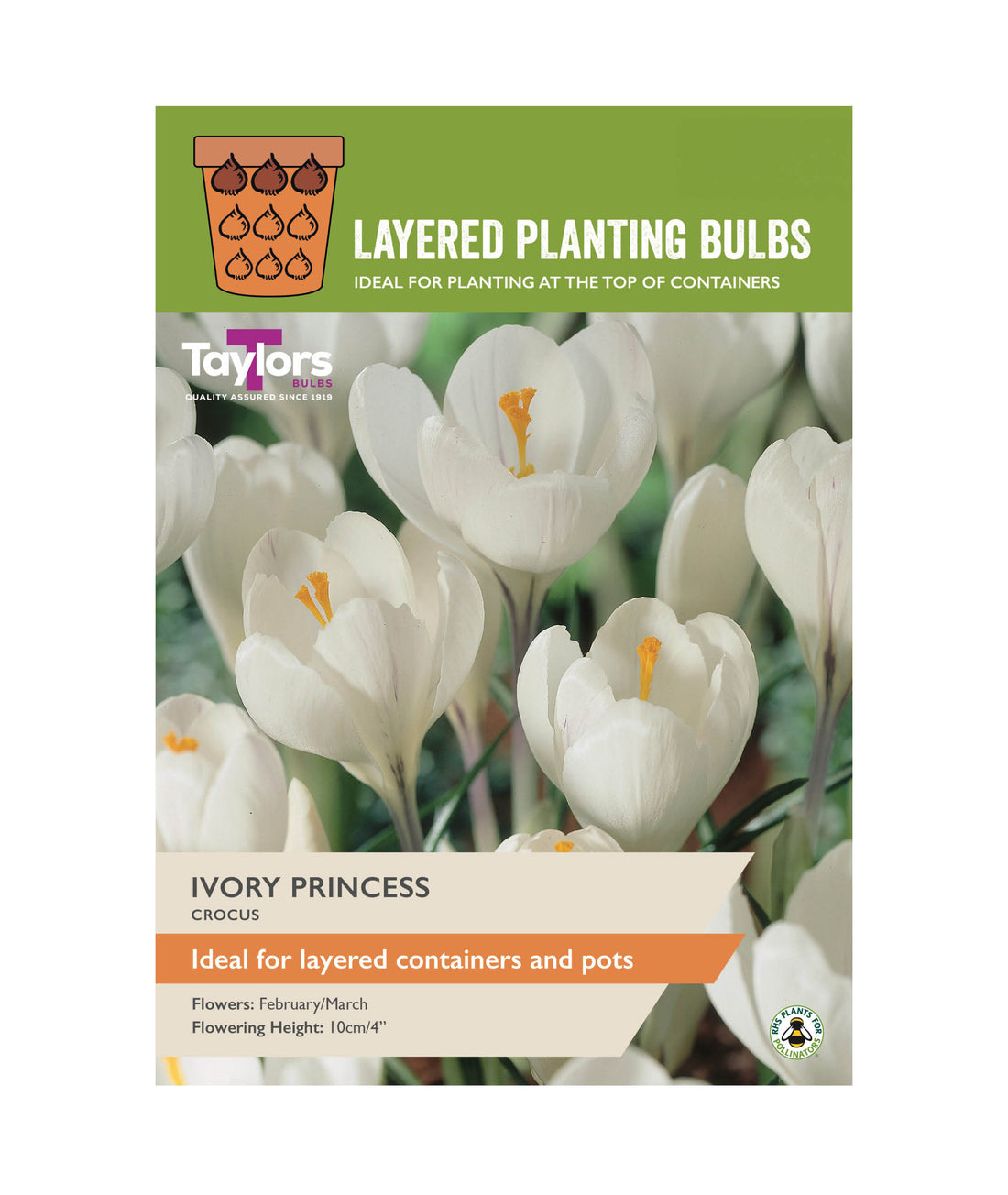 Crocus &