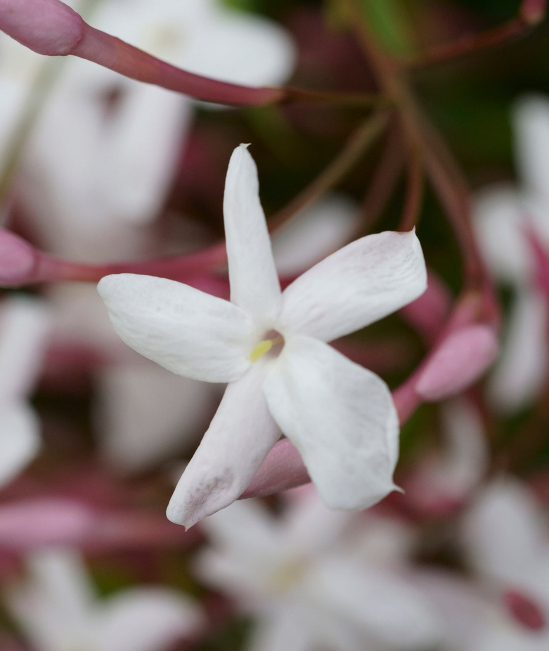 Jasminum officinale ‘Affine’