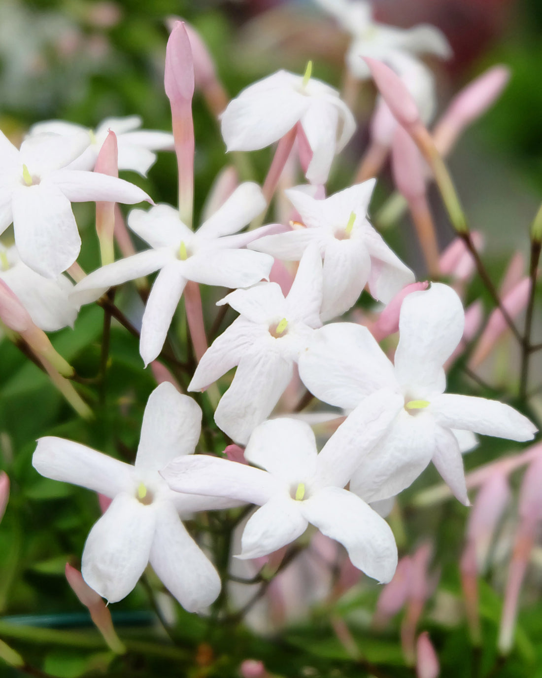 Jasminum polyanthum