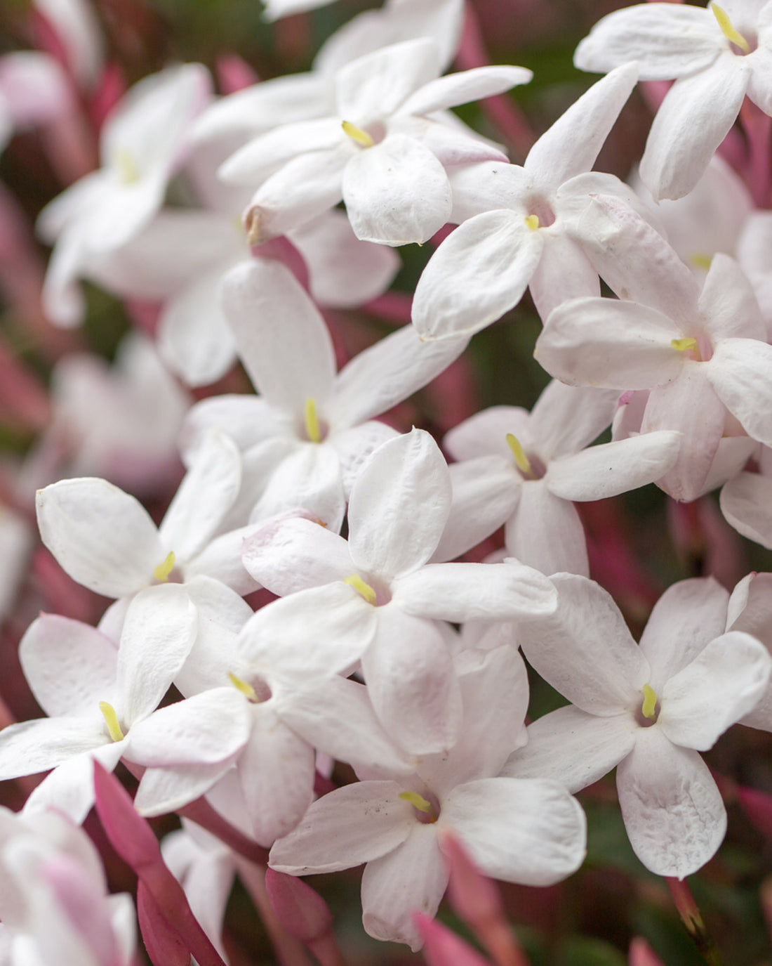 Jasminum polyanthum