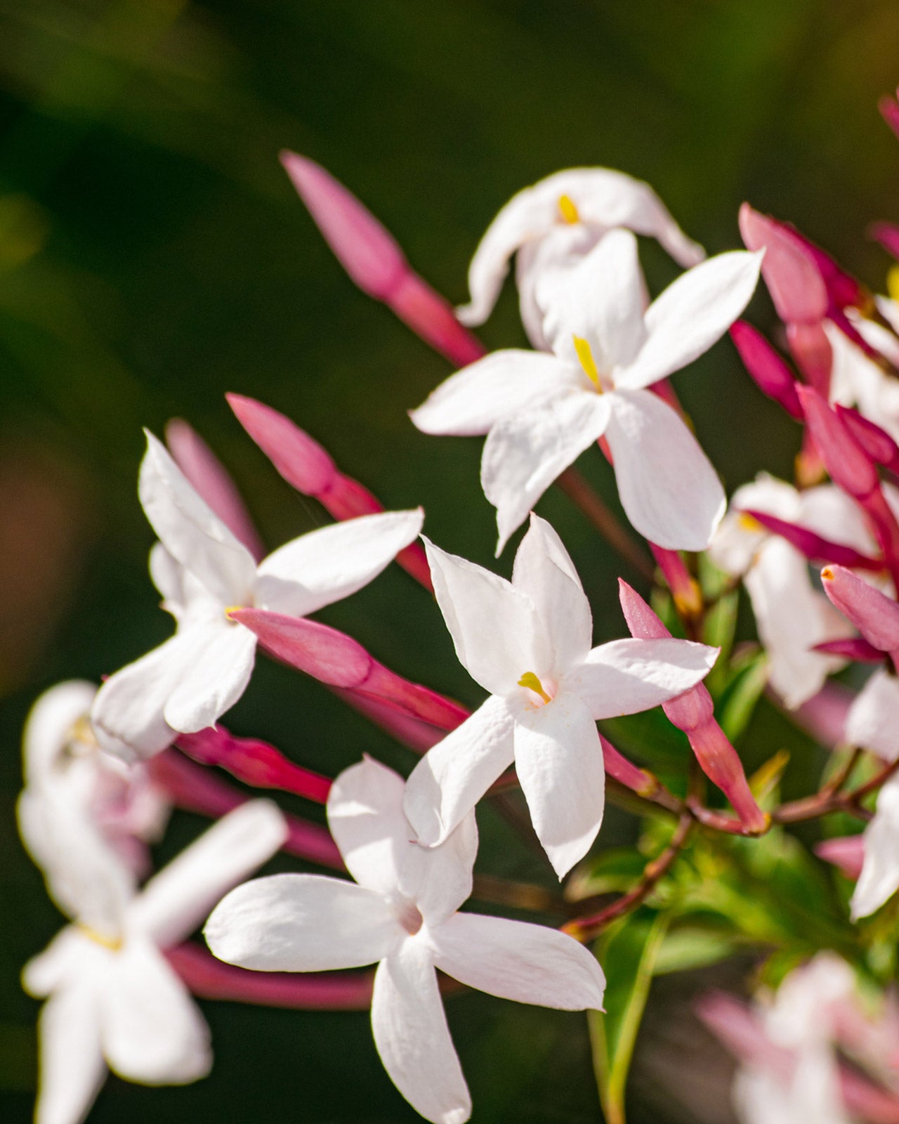 Jasminum polyanthum