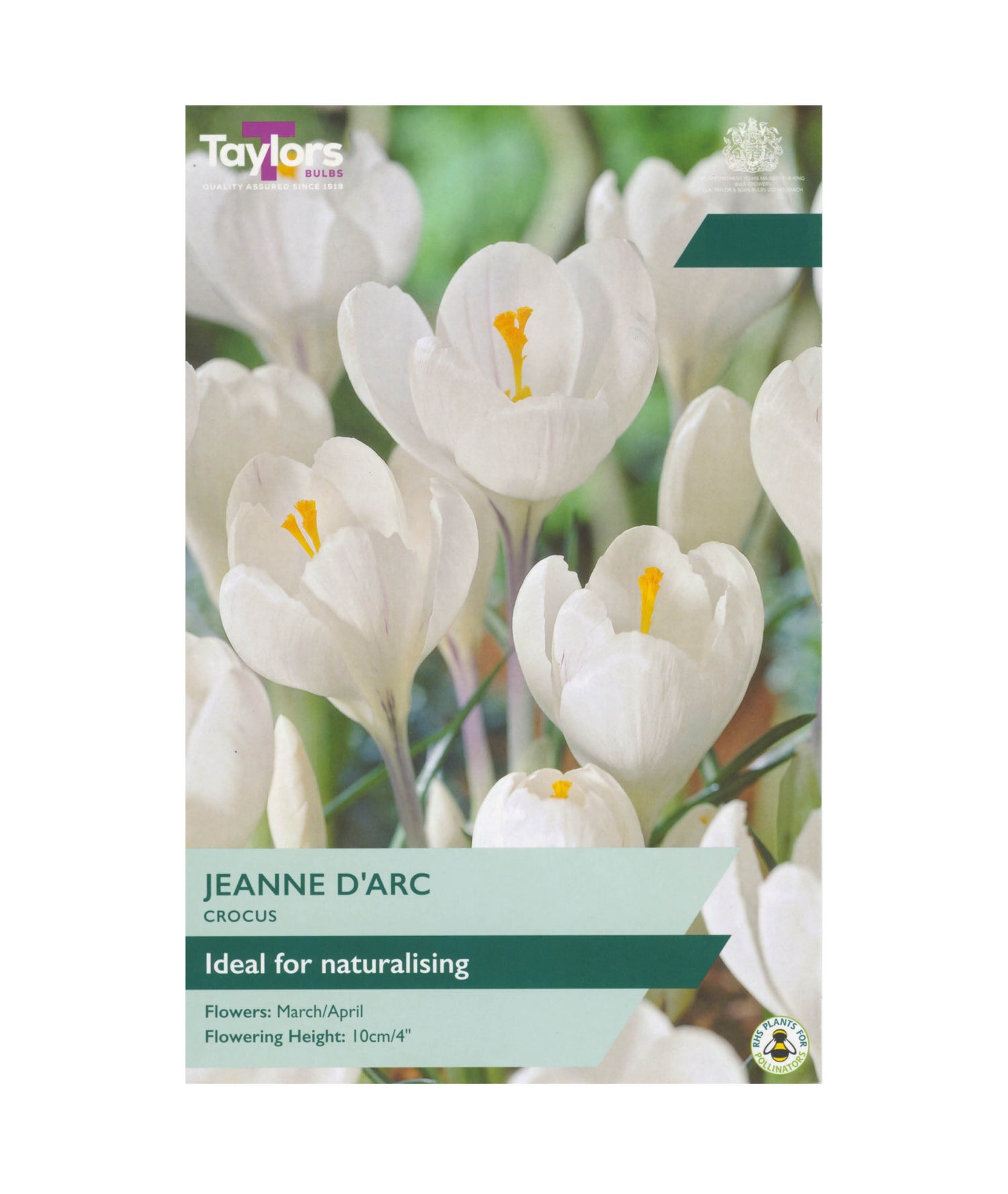 Crocus &