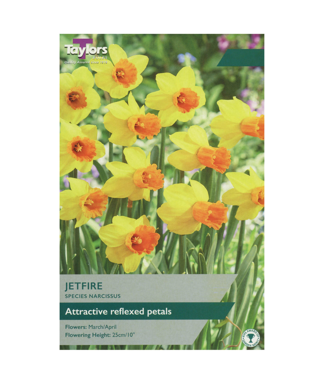 Narcissus &