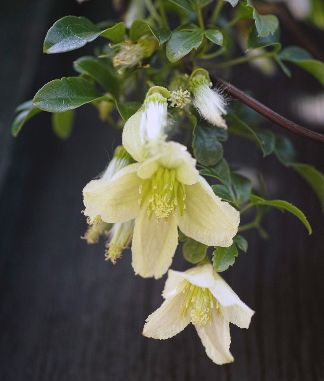 Clematis cirrhosa ‘Jingle Bells’ 3L
