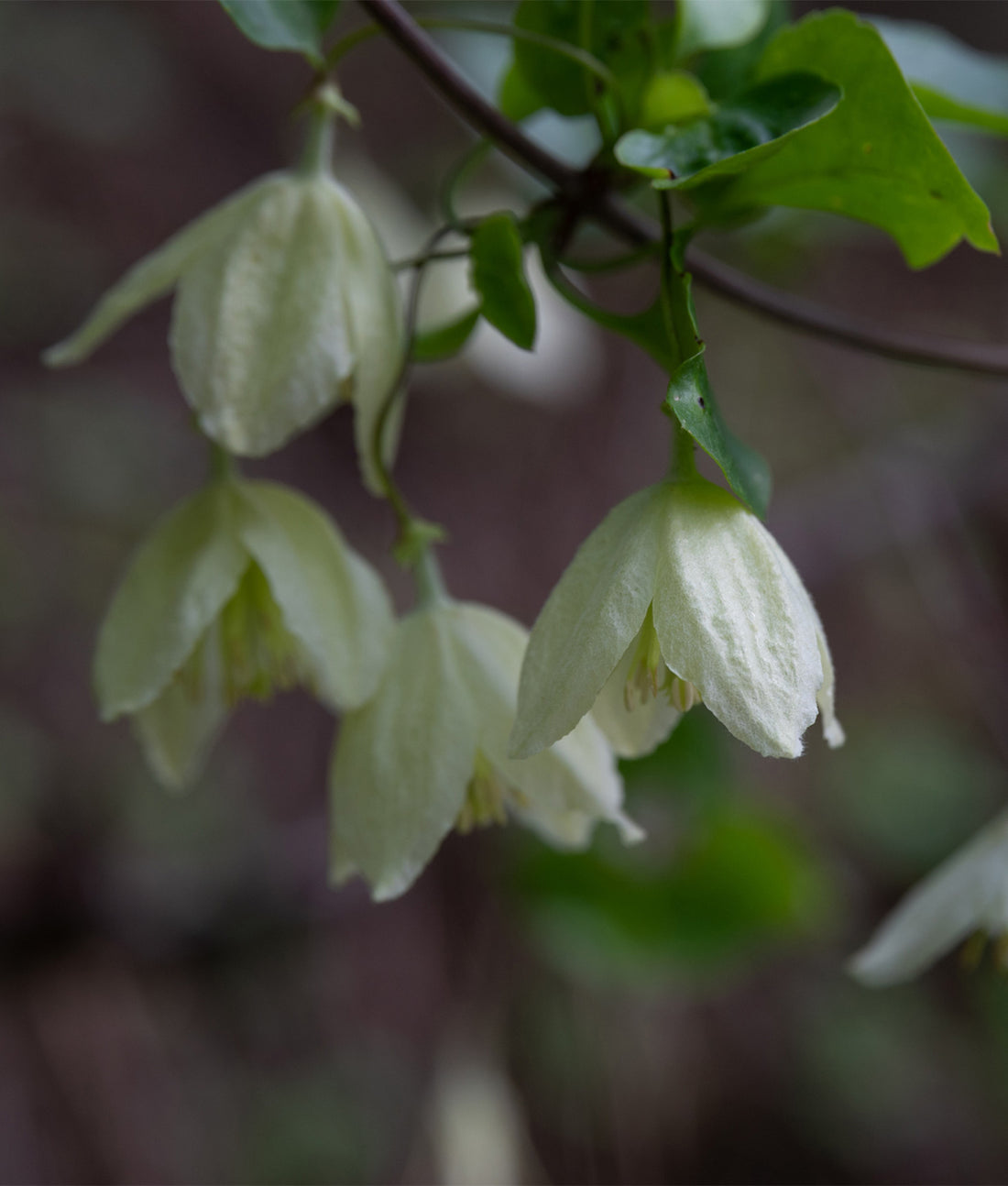 Clematis cirrhosa ‘Jingle Bells’ 3L