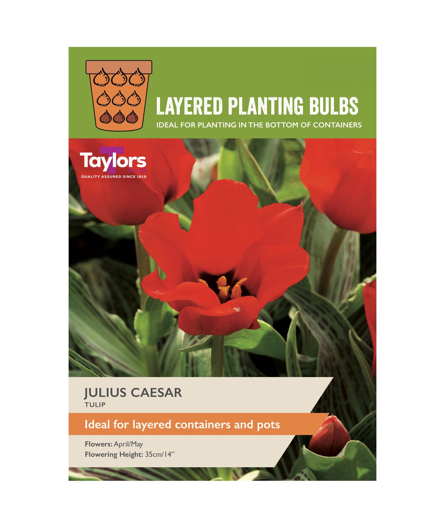 Tulip &