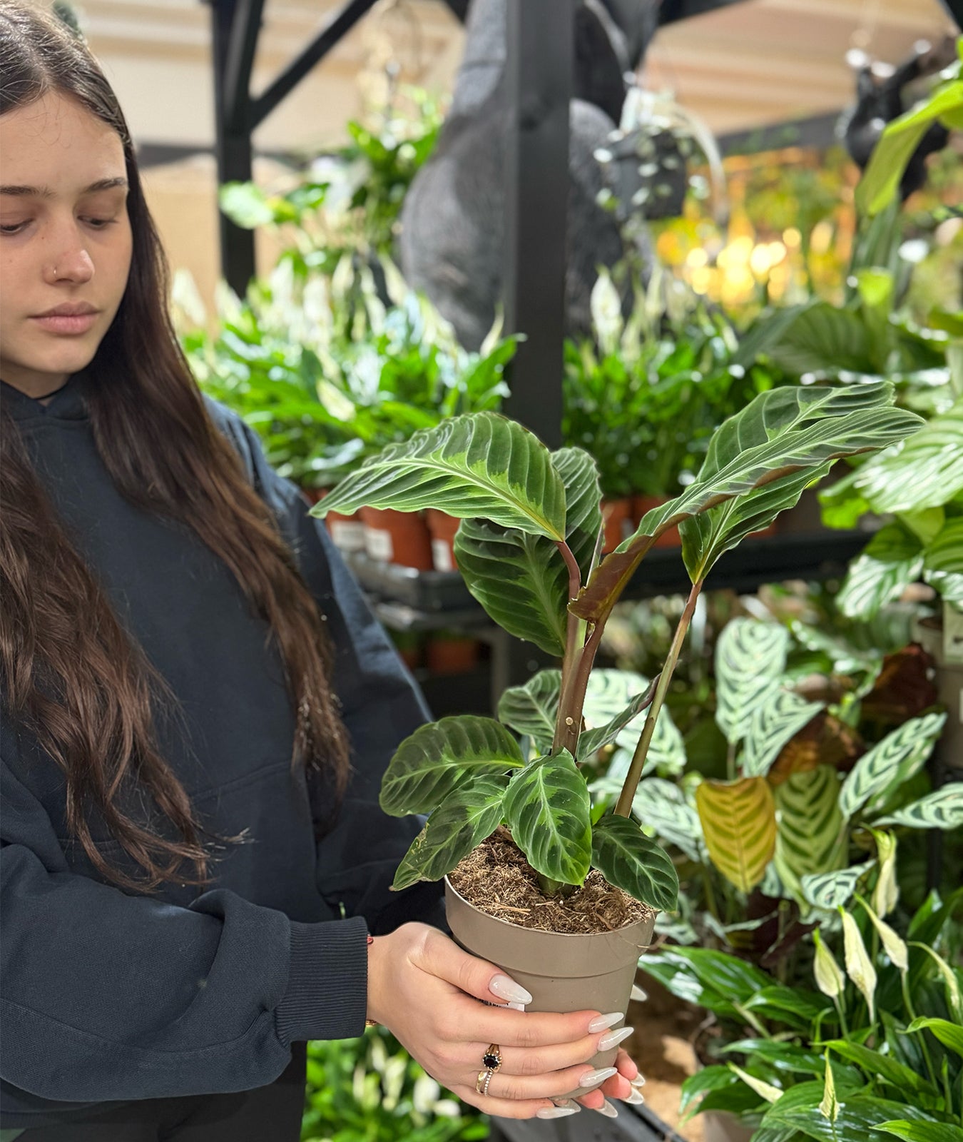 jungle velvet prayer plant Calathea Warscewiczii Houseplant