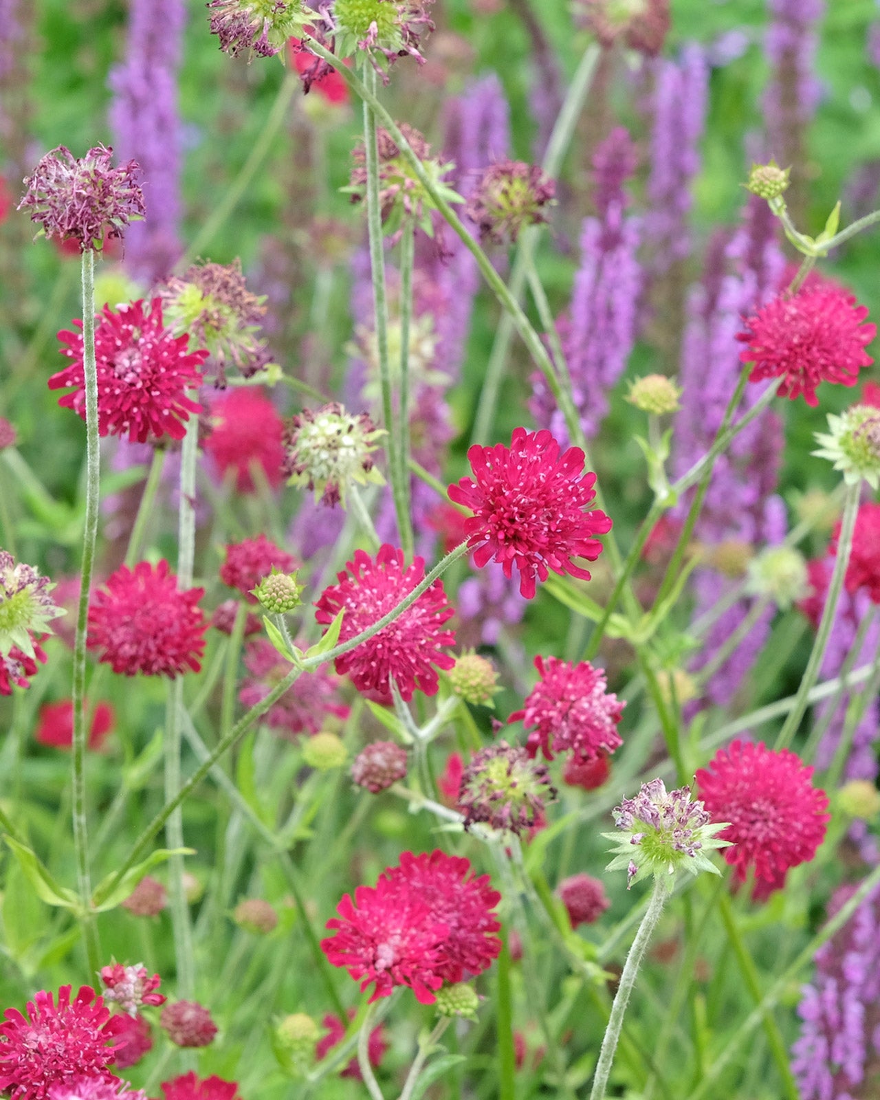 Knautia macedonica