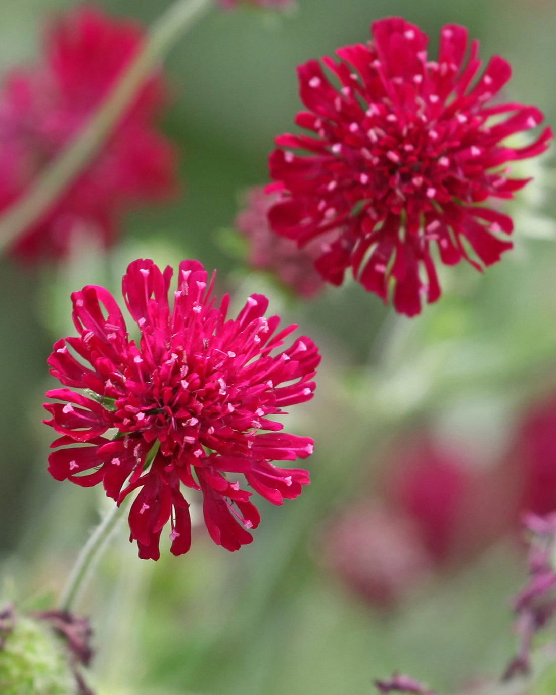 Knautia macedonica